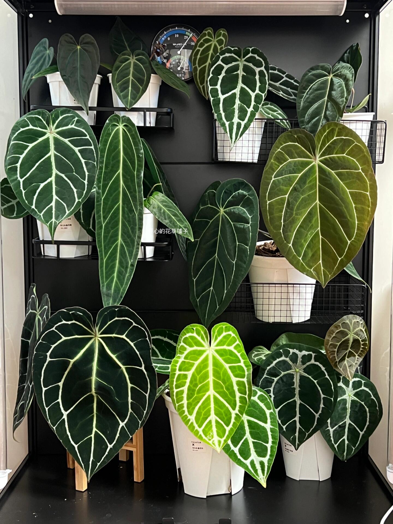 华丽花烛 ins热带植物 耐阴室内观叶绿植