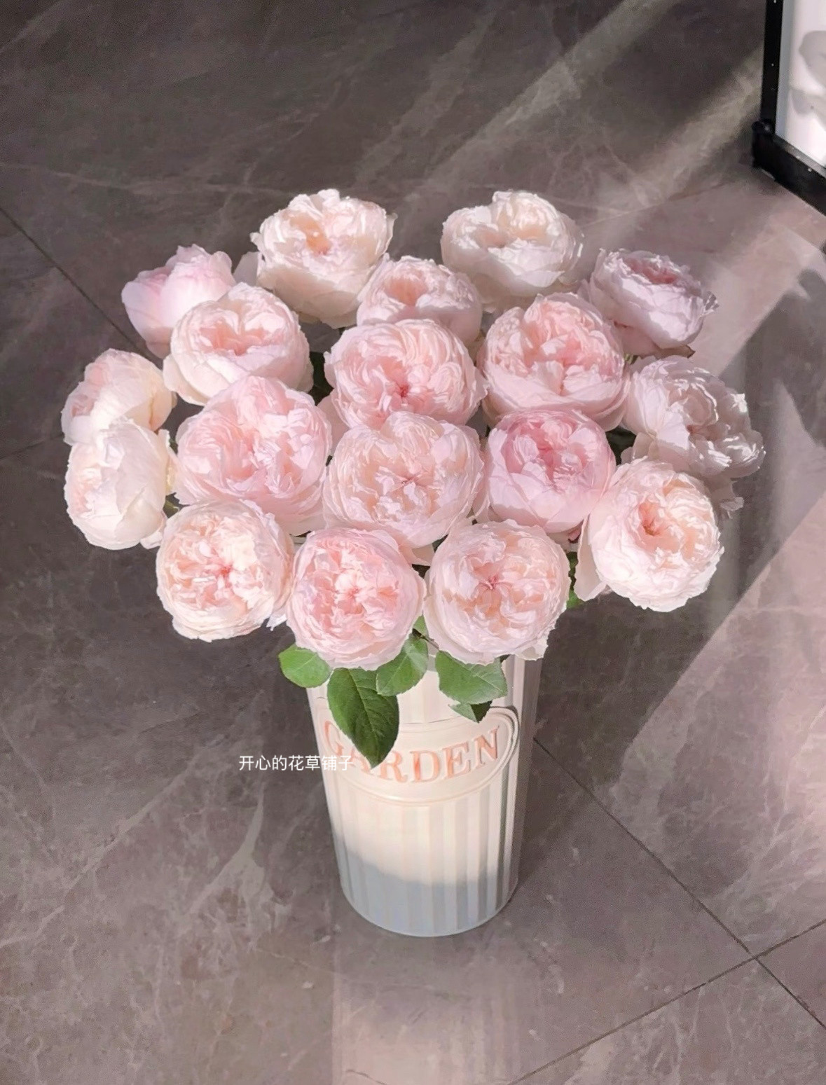 可爱瓷 爆花粉包子月季 多年生 花期长花朵很大 庭院阳台花园
