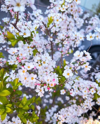 喷雪花盆栽 耐寒耐热多年生 庭院 好养低维护 庭院阳台花园