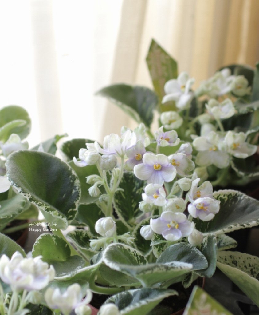 进口非洲堇盆栽 花叶非洲堇 庭院花园客厅 花色多 耐阴耐热
