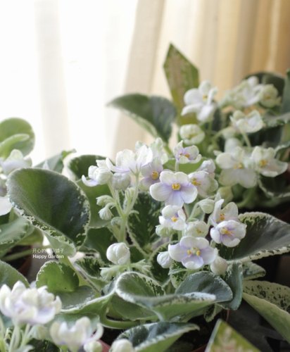 进口非洲堇盆栽 花叶非洲堇 庭院花园客厅 花色多 耐阴耐热