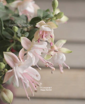 倒挂金钟盆栽 爆花重瓣花型 多年生 庭院阳台室内