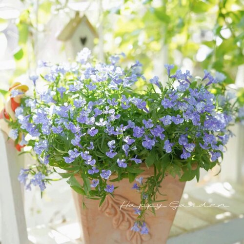 蓝色小花开花多六倍利盆栽