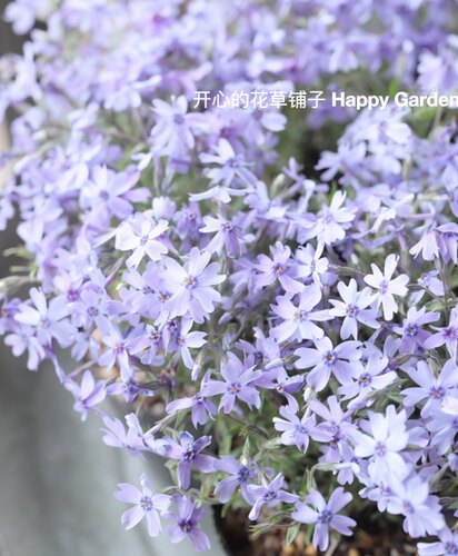 进口芝樱盆栽  耐热耐旱 多年生 庭院阳台可铺地