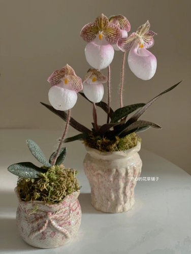 兜兰盆栽 可爱好养 多年生 花期久 稀有兰花 卧室客厅 招财