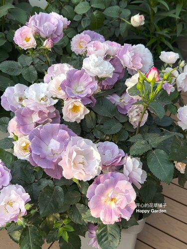 蓝色梦想Blueforyou月季波浪花边多年生耐热耐寒清新香味庭院阳台