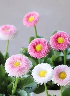 德国雏菊塔苏 草莓糖 耐寒耐热 多年生 庭院阳台室内