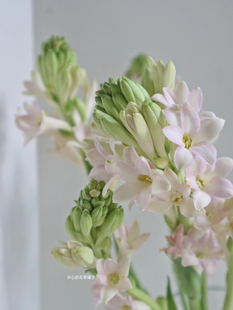 晚香玉盆栽 多年生球根植物 好养活庭院阳台室内 带花香