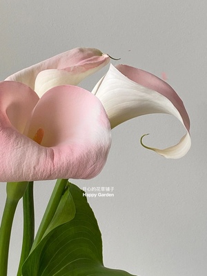 进口马蹄莲盆栽 Flamingo 四季常绿 观叶观花多年生 庭院阳台花园