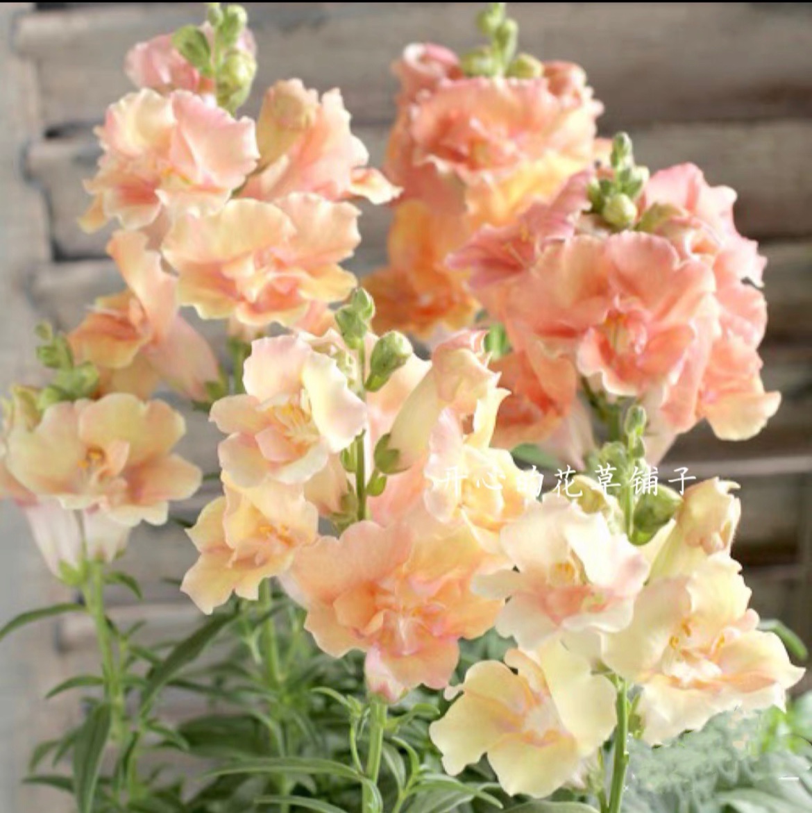 进口金鱼草盆栽 带花香 乙女星 苹果花 耐寒耐热 多年生 庭院阳台,鲜花速递/花卉仿真/绿植园艺,时令草本花卉,淘宝优惠券,粉丝福利购,淘宝优惠卷