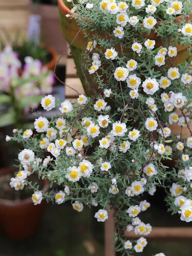 草莓糖鳞托菊 花量大 叶带香味 可做干花 适合新手庭院阳台盆栽