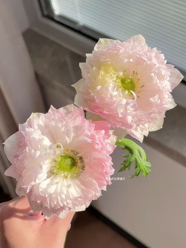 意大利银莲花 人鱼公主幻彩 球根多年生耐寒 庭院阳台花园