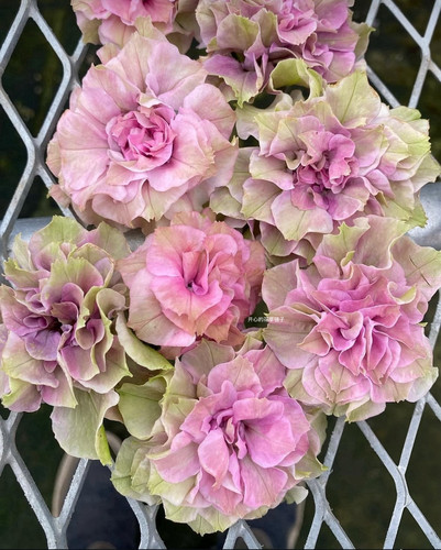 日本花日和矮牵牛 重瓣矮牵牛多年生爆花好养庭院阳台花园 耐寒