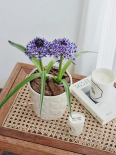 地中海蓝钟花盆栽 球根星型野风信子多年生耐寒耐热 庭院阳台花园