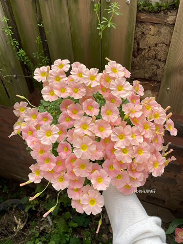 酢浆草多年生球根 花色多 耐寒耐热 庭院阳台室内