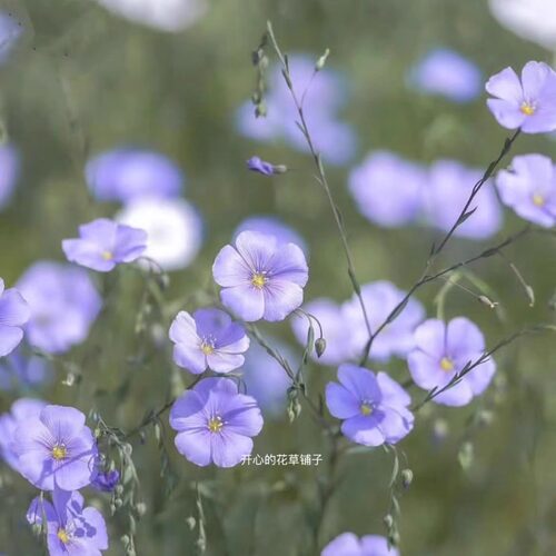 亚麻盆栽 多年生 花期长 可做切花 爆花可爱好养庭院阳台花园