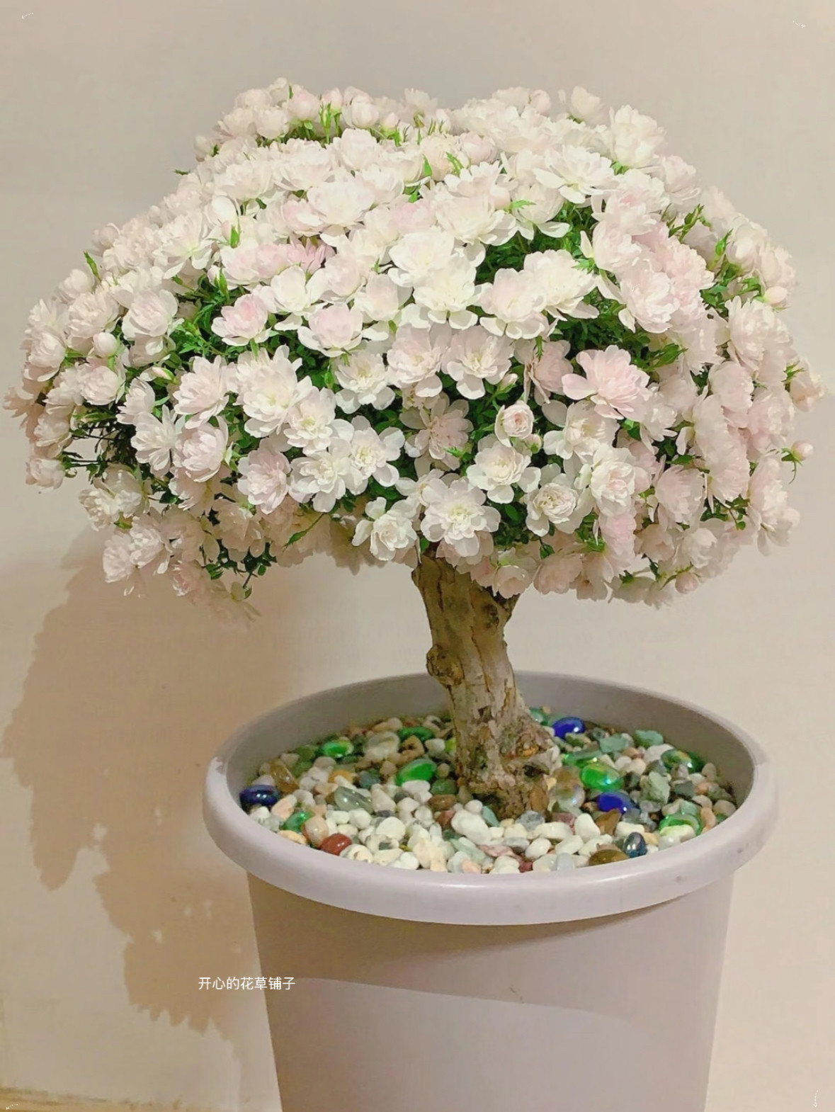 姬乙女棒棒糖月季 微花丰华月季 小巧 多年生耐寒耐热 庭院阳台