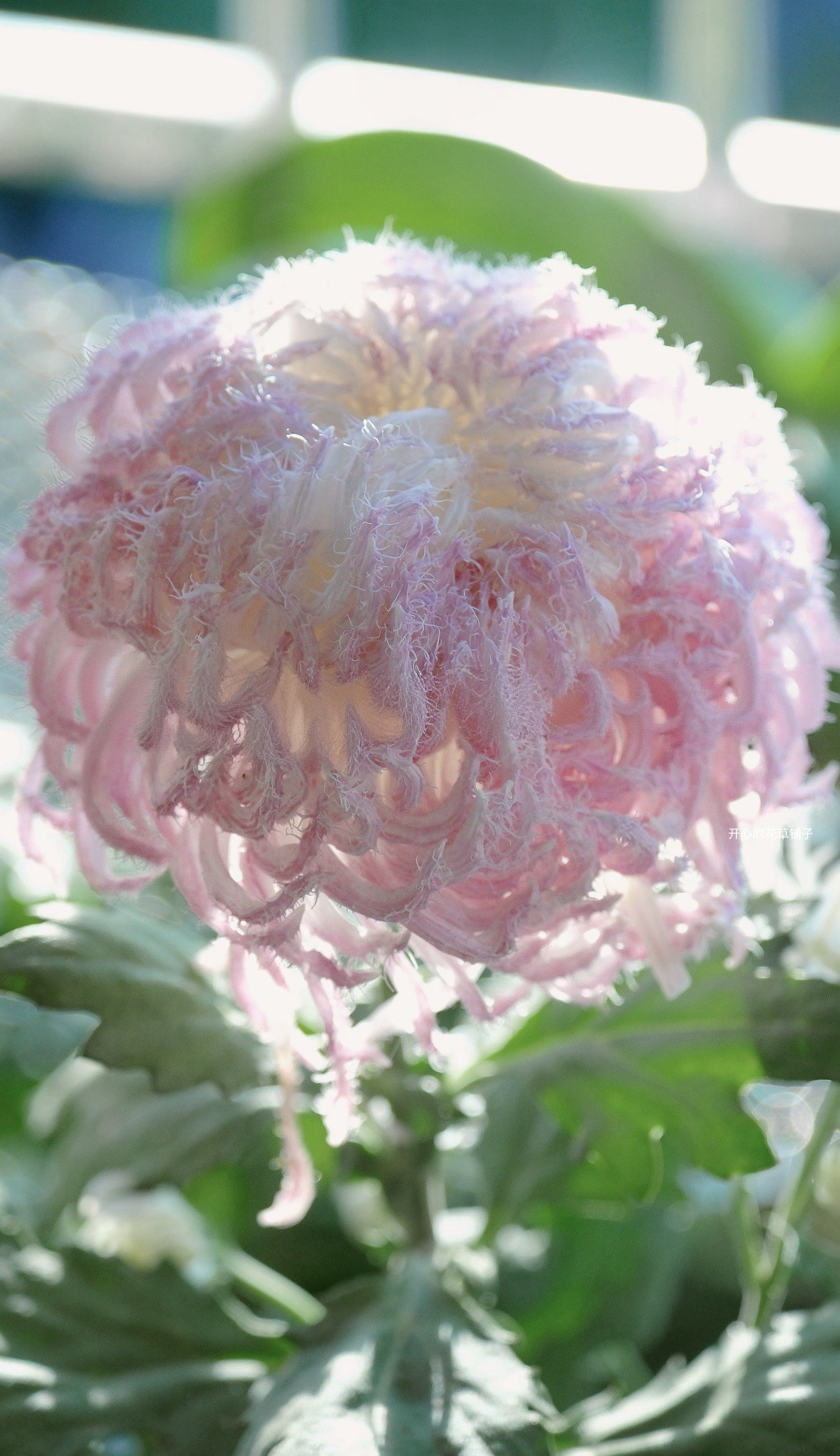 带花传统国菊盆栽 仙寿桃 鹅毛粉黛 贵妃出浴多年生 耐寒耐热