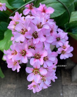 进口高山岩白菜 哈兹克里斯托 花苗盆栽常绿庭院岩石花园耐寒耐热