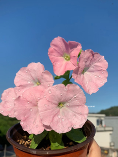 梦幻垂吊矮牵牛盆栽苹果花美声多年生花量大耐寒耐热庭院阳台花园