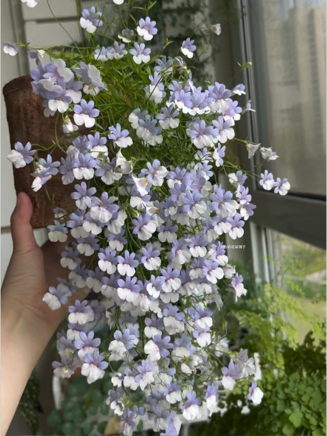 带花香！龙面花盆栽蓝宝石蓝白航路 耐寒 花期长 多年生庭院阳台