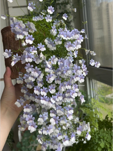 带花香!龙面花盆栽蓝宝石蓝白航路 耐寒 花期长 多年生庭院阳台