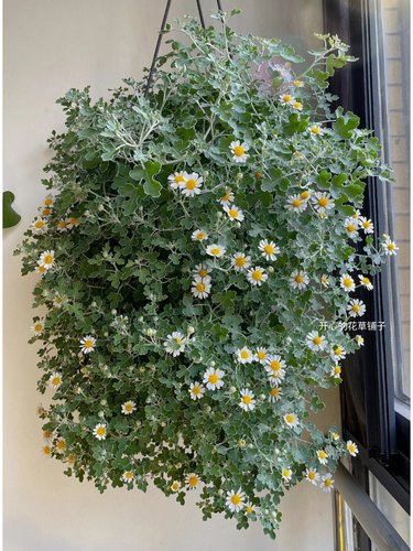 耐寒耐热爆花常绿观叶野路菊盆栽