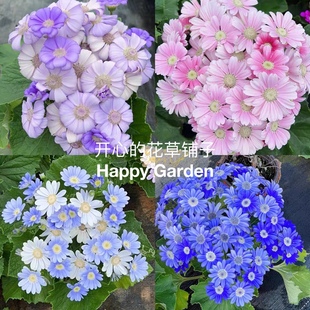 瓜叶菊盆栽大苗 状态好庭院阳台花卉多花颜值高易活