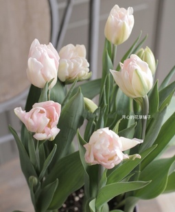 庭院阳台花园室内 耐寒耐冻 进口郁金香种球 5度球现货