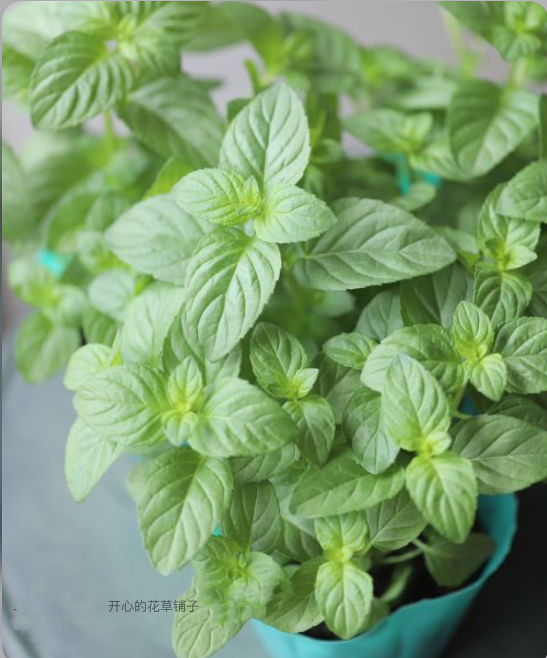可食用甜香薄荷盆栽 耐热易活 可泡茶做甜点 多年生 花园阳台