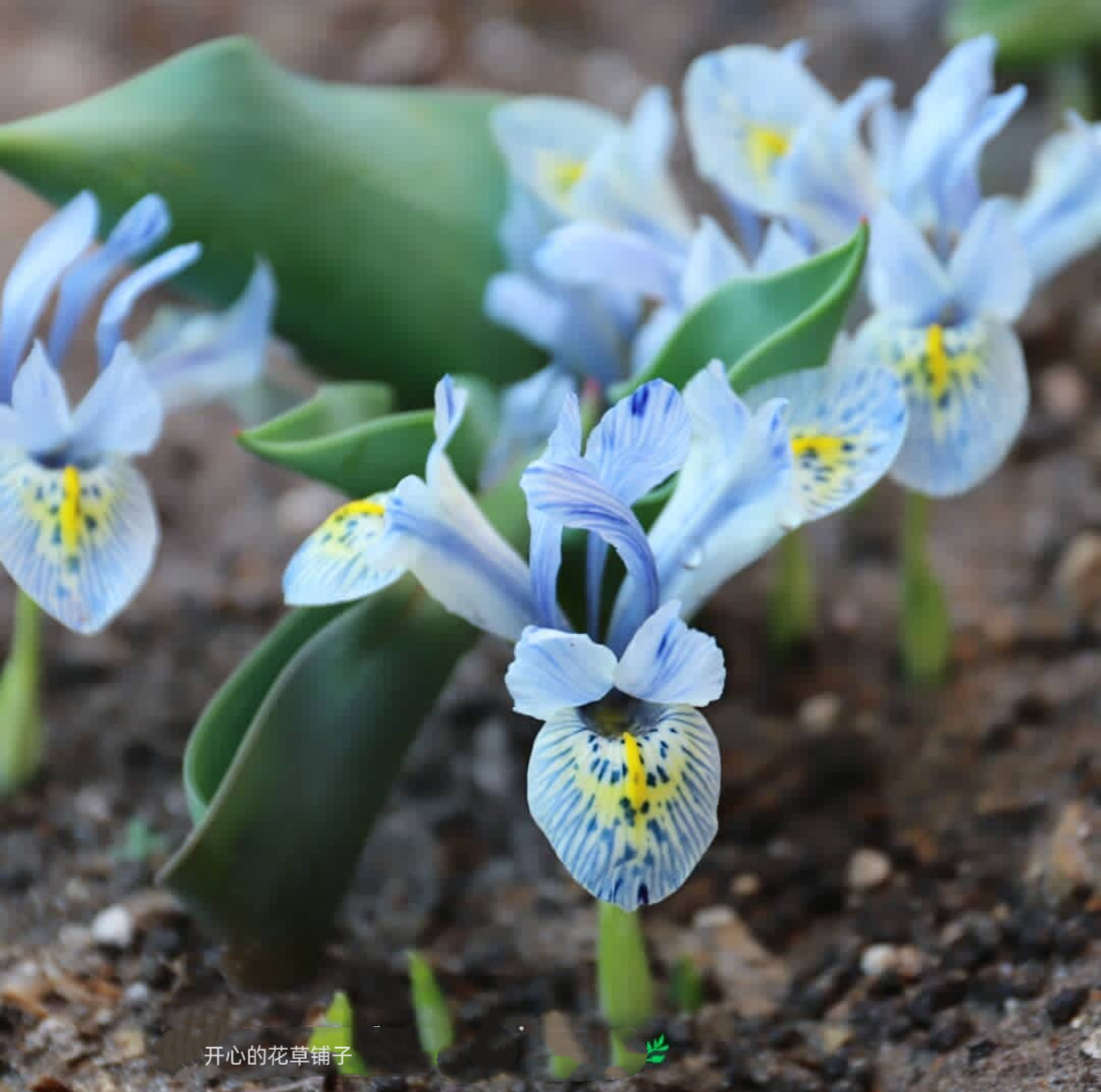 进口网脉鸢尾盆栽 球根花卉多年生 耐寒组盆庭院阳台花园适合新手