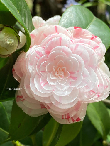 进口山茶花盆栽 带花香 耐寒 多年生木本 花量大 庭院阳台花园