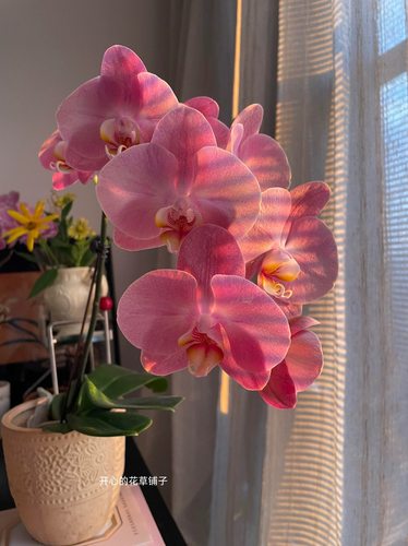 新年安祖蝴蝶兰盆栽带花 多年生 送人 适合新手 客厅阳台书房
