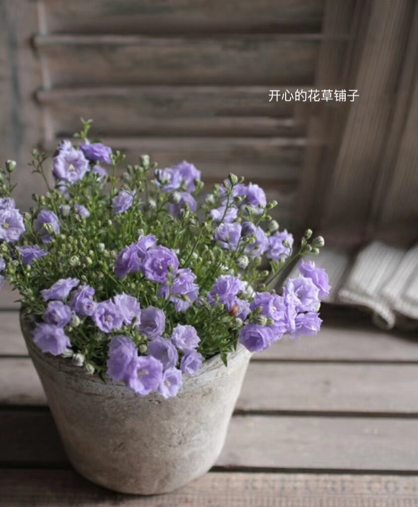 重瓣丹麦风铃草 开花多 浪漫 易养护带花苞仙气足