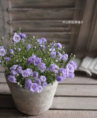 重瓣丹麦风铃草 开花多 浪漫 易养护带花苞仙气足