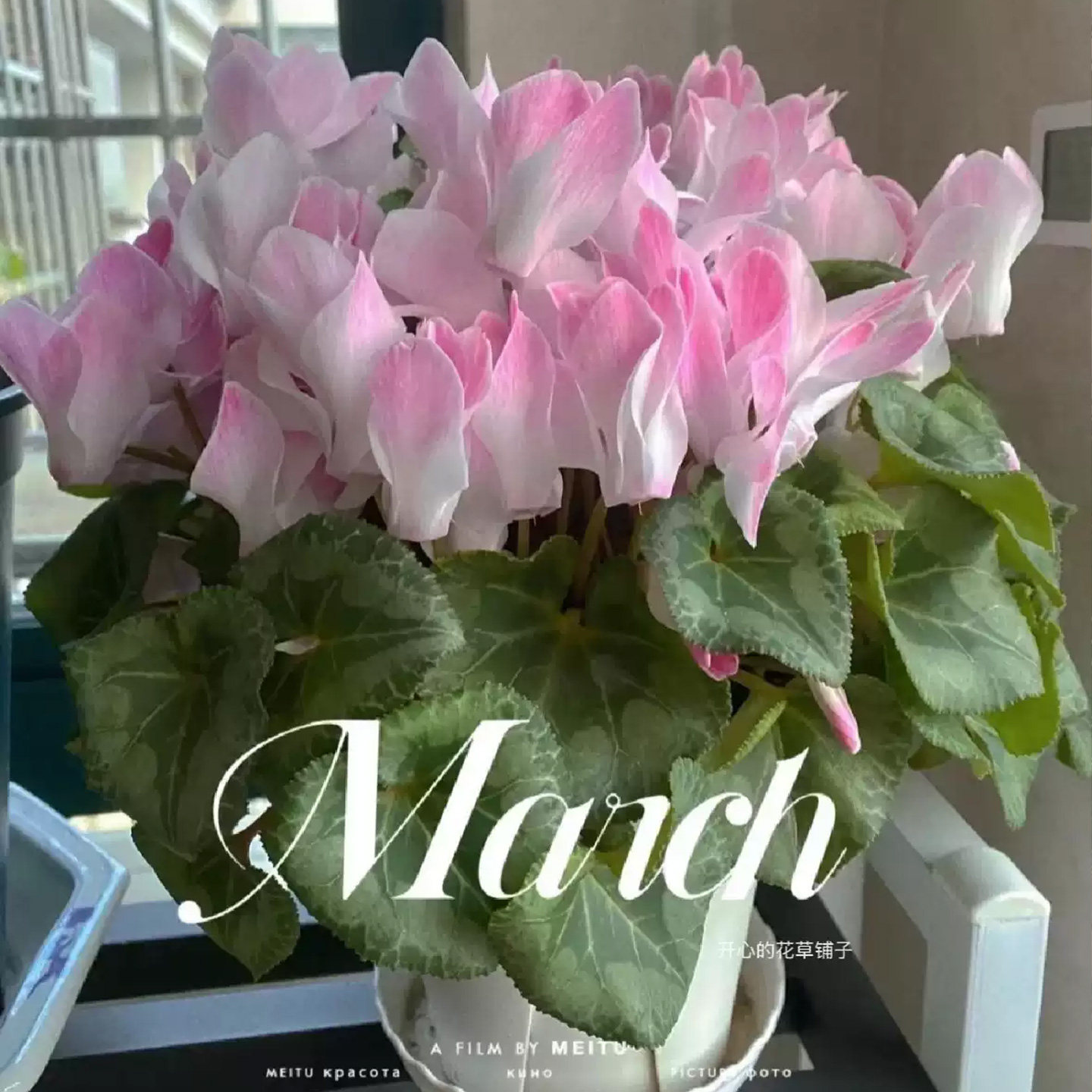 带花香仙客来盆栽带花丁香之青芳香之青耐寒冻多年生庭院阳台花园