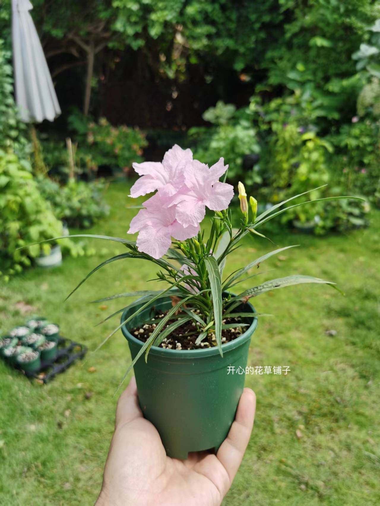 耐阴耐热 带花矮生翠芦莉盆栽 多年生 适合新手 庭院阳台花园