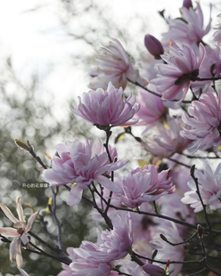 进口星花玉兰花盆栽 带花香 粉色玉兰盆栽 好养易活 庭院阳台盆栽