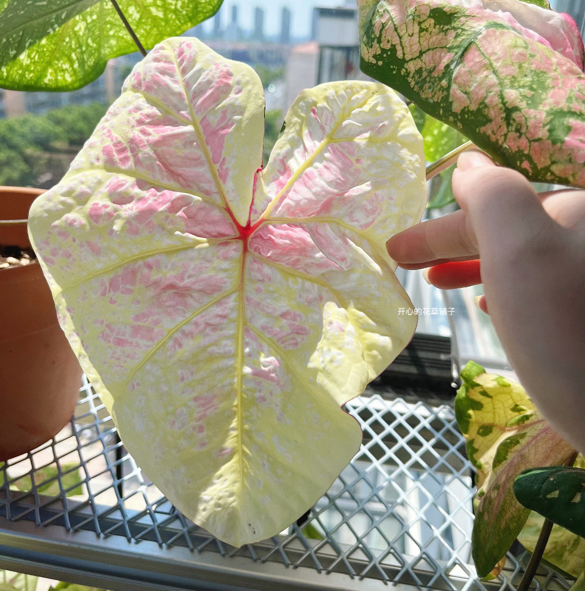 进口彩叶芋种球 泰彩种球 室内观叶植物草莓星粉色飞溅 - 实物图