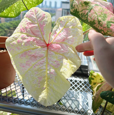 进口彩叶芋种球 泰彩种球 室内观叶植物草莓星粉色飞溅