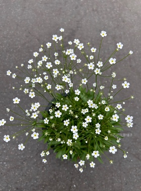 韩国进口 点地梅星辰盆栽 星星小花 耐阴 耐寒 庭院阳台花园