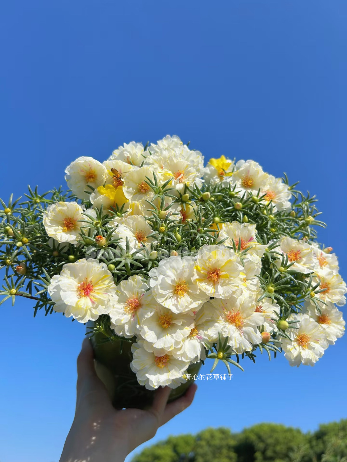网红进口重瓣太阳花盆栽 太阳花枝条 耐热 耐晒 耐旱 盆栽多年生图片