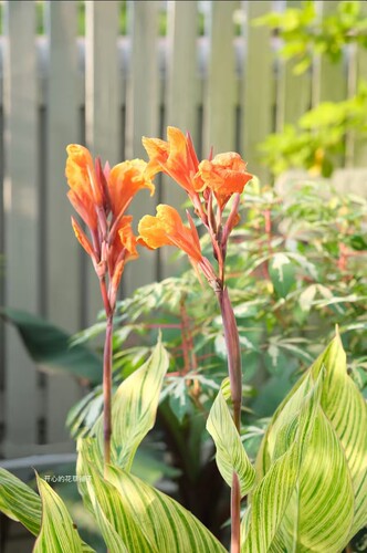 进口美人蕉盆栽 芭蕉 耐热耐寒多年生 易活好养庭院阳台花园