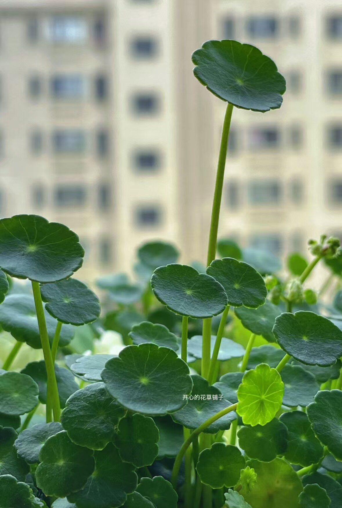 可爱铜钱草盆栽 可水培 易种多年生 寓意好 庭院阳台花园办公室