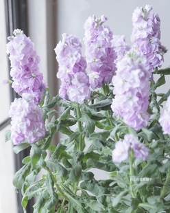 日本进口 带花香 耐寒多年生 紫罗兰盆栽 庭院阳台室内 可做鲜花