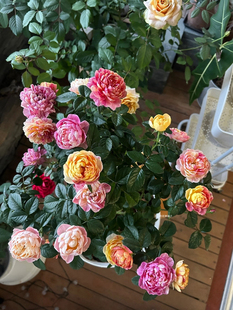果汁飞溅月季 花期长颜色多变 抗晒抗虫抗病 多年生 庭院阳台花园