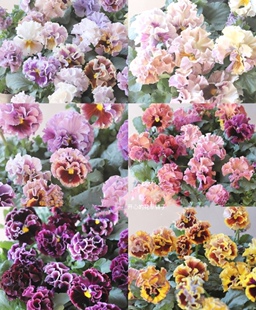 日本进口角堇盆栽 卷卷角堇 花日和 佐藤 植田庭院阳台花园