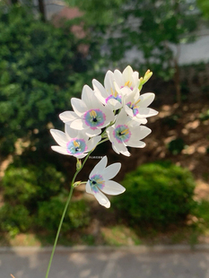 蓝冰谷鸢尾盆栽 球根花卉谷鸢尾多年生 耐寒耐热庭院阳台花园