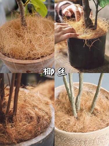 进口椰丝园艺铺面装饰椰丝天然椰棕丝盆栽铺面陶粒铺面石宠物垫窝