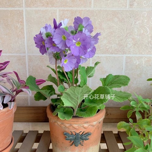 进口高杆樱草 带花香 多年生 耐寒 易爆花 庭院阳台室内